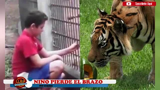 TOP 5 Accidentes en ZOOLOGICOS Mas IMPRESIONANTES y Traumaticos  Ataques de animales a personas