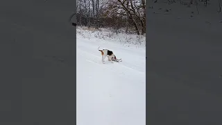 Охота на зайца с гончей в садах