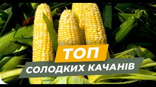 Найкращі гібриди для вирощування в Україні