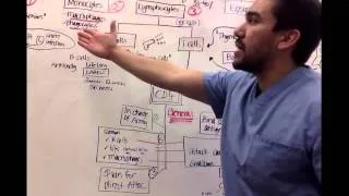 Immunology for nursing students *Part 2*