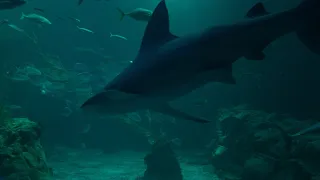 Aquarium Ambience | Calming Underwater Sounds | 30 Minutes White Noise | 4K