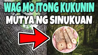 Wag Mo Itong Kukunin |Kahoy na SINUKUAN | KEVIN TV FACTS