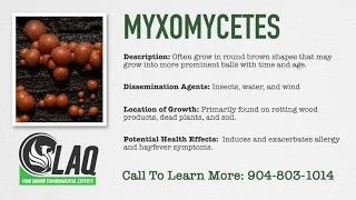 Mold Glossary - Myxomycetes