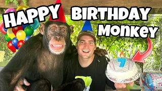 CHIMPANZEE Reacts to BIRTHDAY Surprise ! 7 YEARS OLD !!