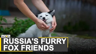 Domesticated foxes of Novosibirsk | A decades long scientific experiment of Russia | World News