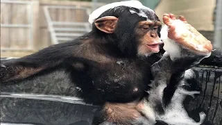 CUTE BABY CHIMPANZEE COMPILATION #1 (2019)