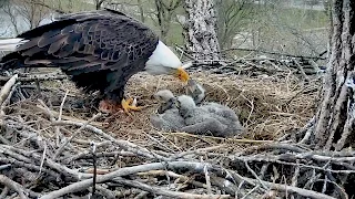 Decorah N2B 17/04/20  19:31 Mom feeds nestlings big fish dessert