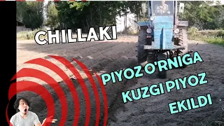 CHILLAKI PIYOZ O'RNIGA KUZGI PIYOZ EKILDI | KUZATIB BORING