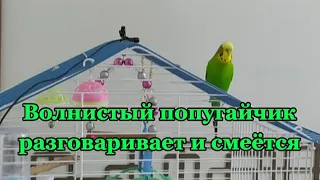 Волнистый попугайчик разговаривает и смеётся 😀 #shorts #короткиевидео #попугай