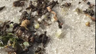 hatching horseshoe crab eggs