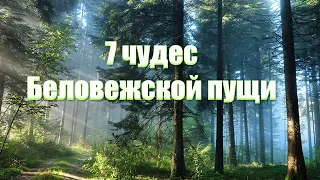 7 чудес Беловежской пущи