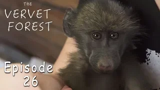 An Orphan Baby Baboon, Butter-Bean the Baby Monkey Dies, Foster Moms Adopt Orphan Vervets - Ep. 26