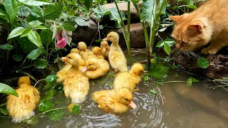 Ducklings and their friend kittens are playing in a small pond in the rural, cute pets ducks.