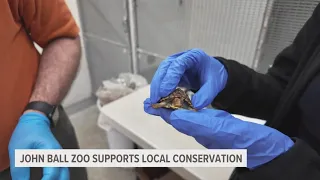 John Ball Zoo working to bring back endangered animal populations in West Michigan