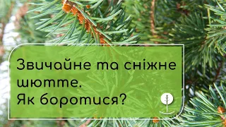 Хвороби хвойних дерев. Звичайне та сніжне шютте. Як боротися?