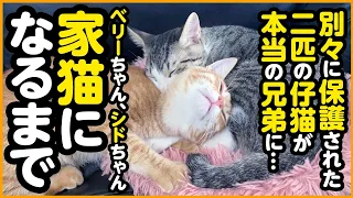 【感動】別々に保護された2匹の子猫が、一緒のおうちで幸せな家猫になるまで【まとめ】