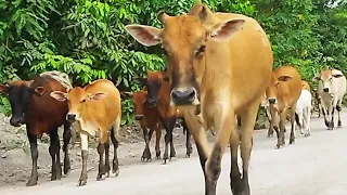 kawanan sapi lembu jinak jalan beriringan kembali ke kandang di kala sore tiba - suara suara sapi..