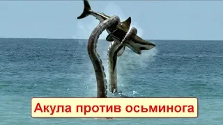 Сумасшедшие битвы морских животных! Акула против осьминога