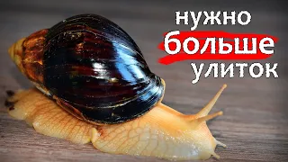 Ахатины. Разведение улиток дома/Achatina snails./Breeding snails at home/Cheeky_Sparrow