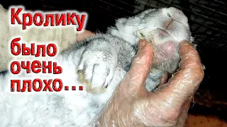 Кролику было очень плохо / Лечение воспаления, вскрытие абсцесса / The rabbit was very ill