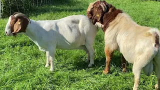 Boer Goats Mating