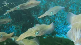 The color changing squid