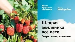 Щедрая земляника всё лето. Секреты выращивания