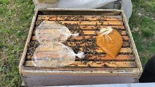 Hızlı arı geliştirme? Yavru çürüğü önlemi.Kek, şurup. Sıkıştırma. İlk bahar arı bakımı nasıl olmalı?