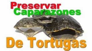 Caparazón de Tortuga Disecado / Tutorial