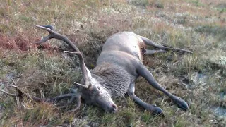 Hjortejakt - BrunstJakt på Hjort / Brølendes Kronhjort