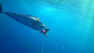 WAHOO & MACKEREL SMASH BAITS ATTACHED TO UNDERWATER CAMERA