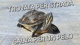 Tartaruga salvata dalla strada