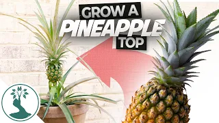 Growing a Pineapple Plant from a Pineapple Top - Everything You Need to Know for Success!