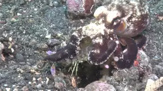 Mantis Shrimp Vs Octopus ... the ultimate fight!