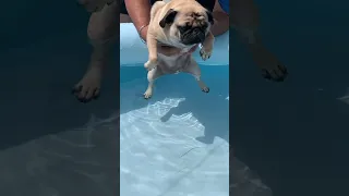 Pug 🐶 Aprendendo a Nadar Pela Primeira Vez