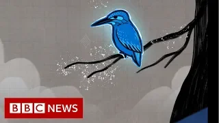 How a kingfisher helped reshape Japan's bullet train - BBC News