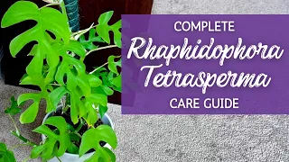 Mastering Rhaphidophora Tetrasperma: A Comprehensive Care Guide