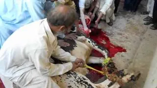 Nanna amazing qurbani mughalabad rawalpindi 2011