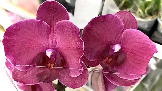 завоз ОРХИДЕЙ предпраздничные тележки с орхидеями по 664 рубля есть АЛМАЗЫ