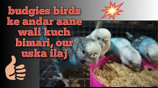 Budgies birds me hone wali kuch bimari, our uska ilaj#budgies #birds #parrot