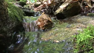 Woodland Brook with Cascading Flowing Water; Trickling Forest Streamlet with Tiny Water Chute.
