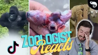 Zoologist Reacts To Viral Animal TikTok