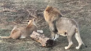 Лев-ВОЖАК ухаживает за челябинской львицей Лолой !!!