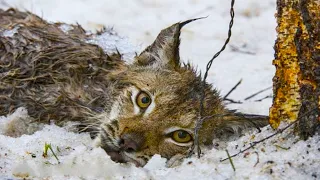 The noose tightened the lynx's neck. Taking an axe and a slingshot, people went to the cat to help!