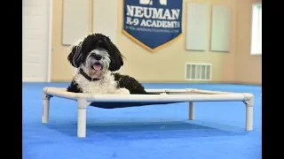 Roger (Portuguese Water Dog) Boot Camp Dog Training Video Demonstration