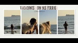 MIS PERROS NADANDO POR PRIMERA VEZ EN EL MAR!