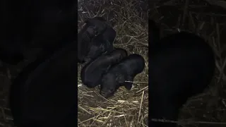 Newborn Piglets