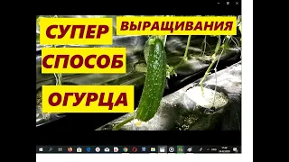 СУПЕР СПОСОБ ВЫРАЩИВАНИЯ ОГУРЦОВ В 5 ЛИТРОВЫХ ВЕДРАХ!