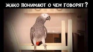 Попугаи жако доказали, что думают, когда говорят🐦💪