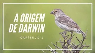 A origem de Darwin | Filosofia das Origens #1